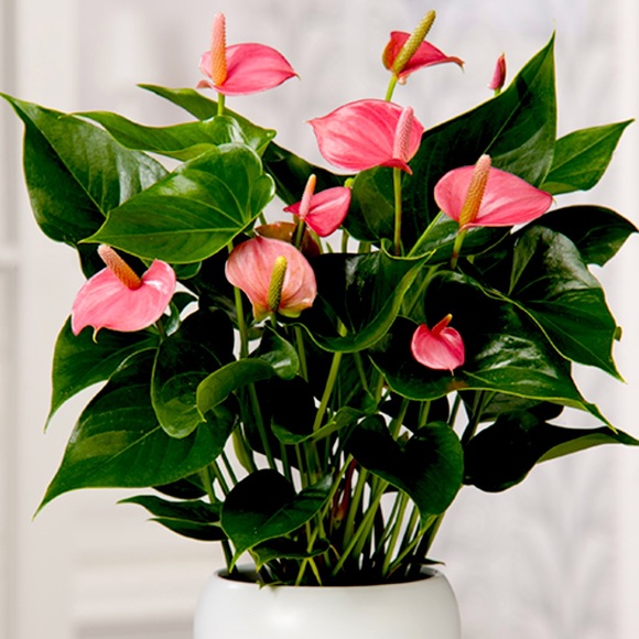 Meet your Posher, Louise - Picture 1 of 1